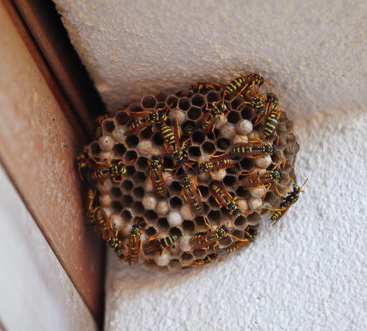 <p>MATTHIASRABBIONE/Getty Images</p> Paper Wasp Nest