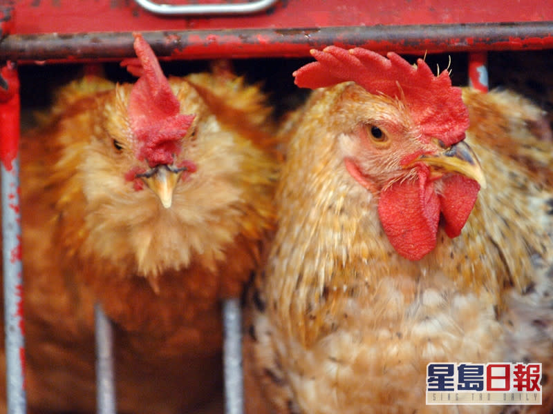 波蘭部分地區爆發H5N8禽流感，食安中心即時指示業界暫停上述地區進口禽肉及禽類產品。資料圖片（示意圖）