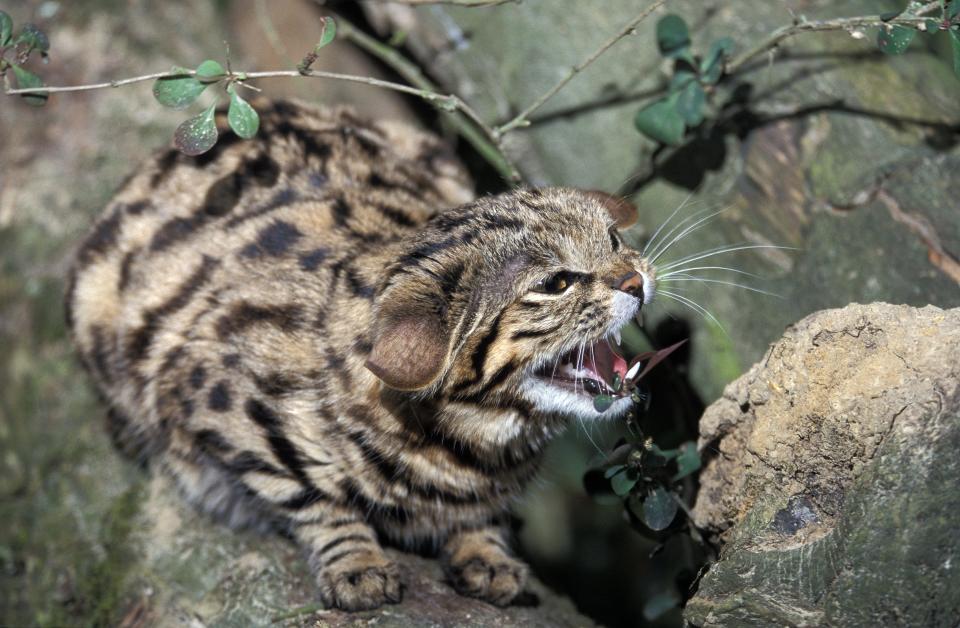 Die Schwarzfußkatze erlegt in einer einzigen Nacht mehr Beutetiere, als ein Leopard in einem halben Jahr. (Bild: Getty Images)