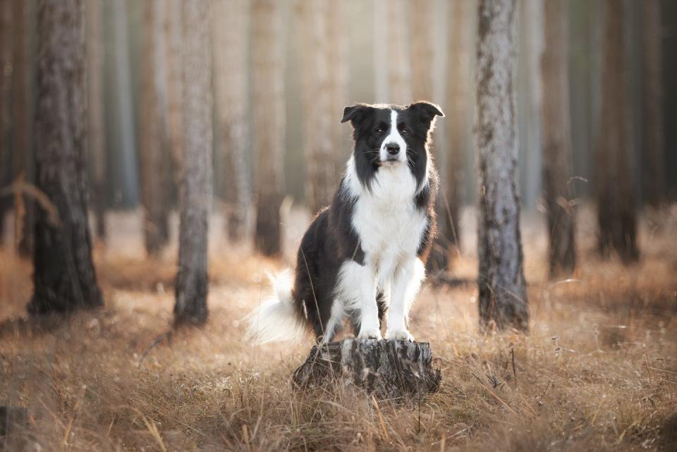 best large breed dogs border collie