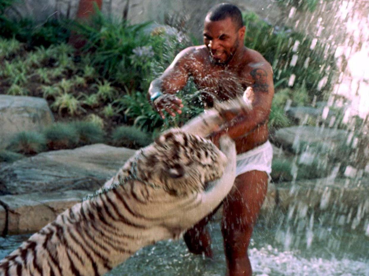 Mike Tyson playing with his pet tiger, in 1996: Rex Features