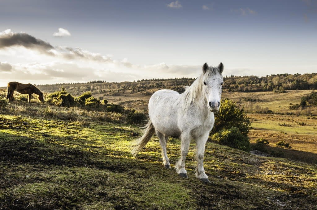 Relax and recharge in the New Forest (istock)
