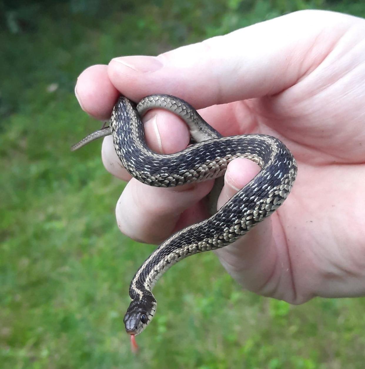 Kurt Kunze of Billerica shared a photo of a common garter snake, found in his backyard.