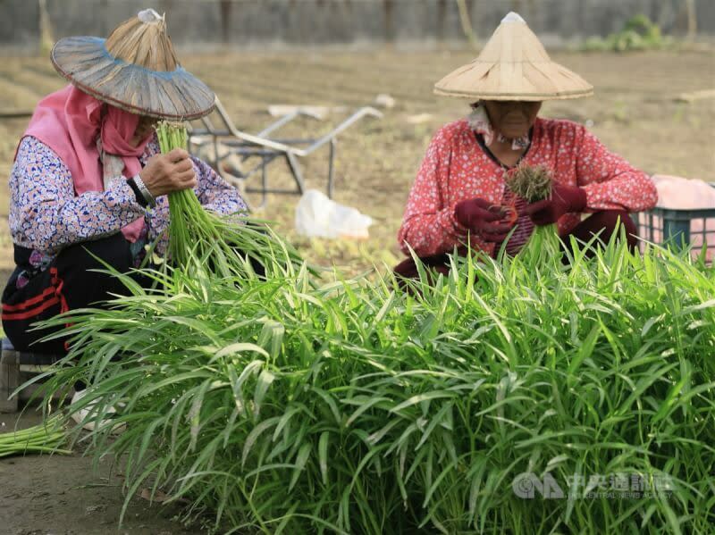 觀察歐洲推動農改的同時，許多專家也對台灣農改提出許多意見，包括立體農場、改種高價值蔬菜、減少稻米生產等。（中央社）