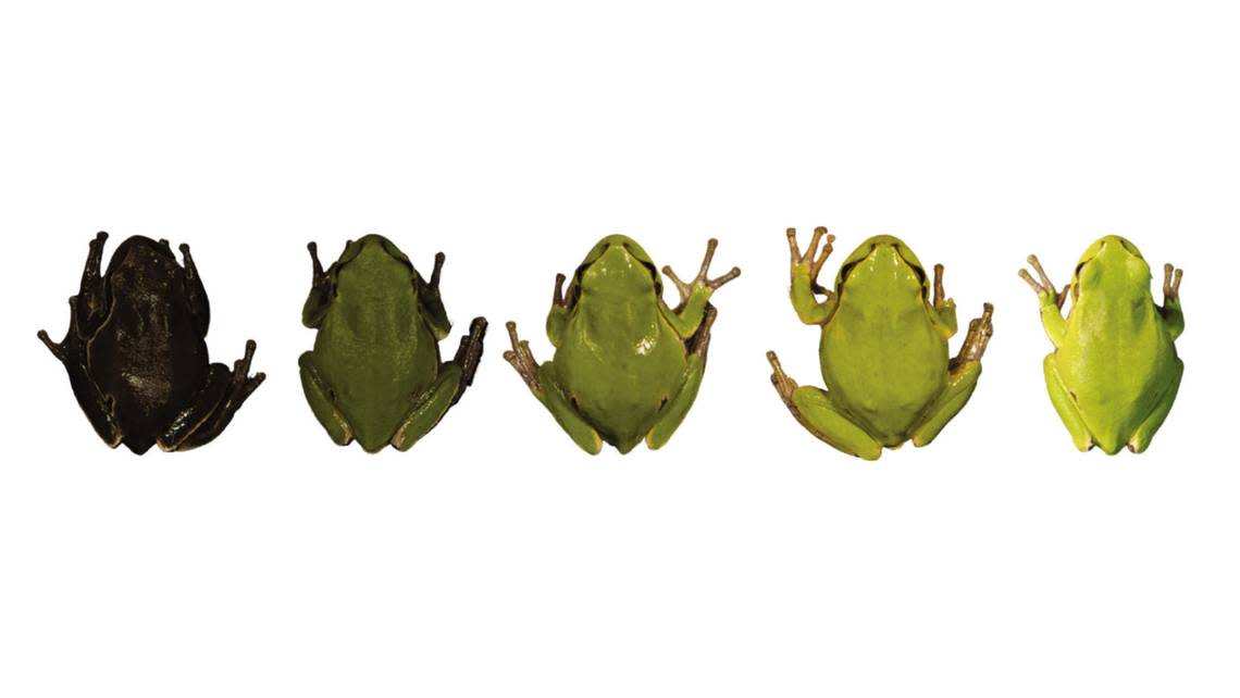 Researchers found frogs from across the color gradient, photos show.