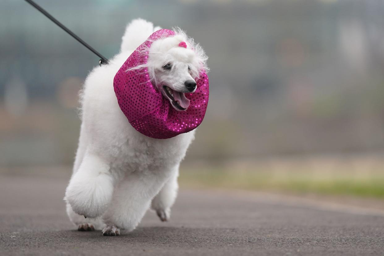 Dogs and owners arrive on the first day of the Crufts Dog Show at the National Exhibition Centre (NEC) in Birmingham. Picture date: Thursday March 7, 2024.