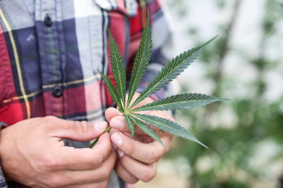 “It’s for the tribe,” Qualla Enterprises production manager James Bradley said in March as he held a marijuana leaf. The Eastern Band of Cherokee Indians held an open house at its marijuana dispensary on Wednesday night, Sept. 6, 2023.