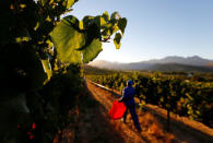 Workers harvest grapes at the La Motte wine farm in Franschoek near Cape Town, South Africa in this picture taken January 29, 2016. REUTERS/Mike Hutchings