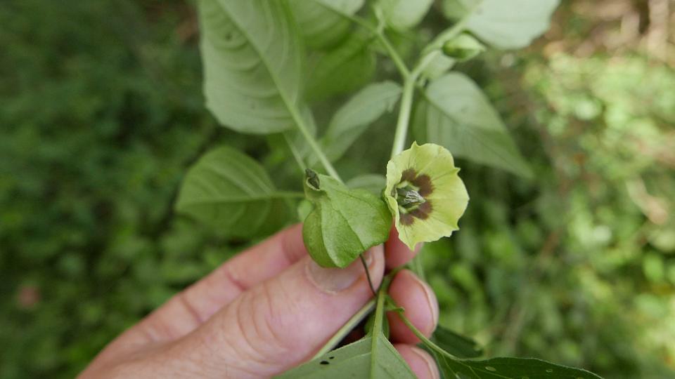 Ground-cherries produce these flowers and tiny, tomato-like fruits.