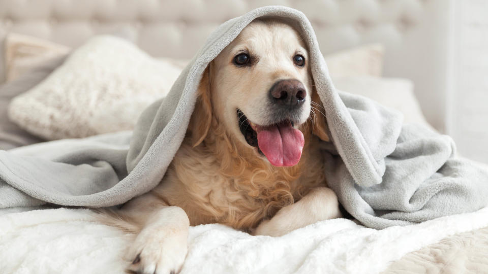 A dog under a blanket on a bed