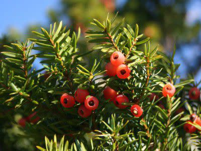 Japanese yew