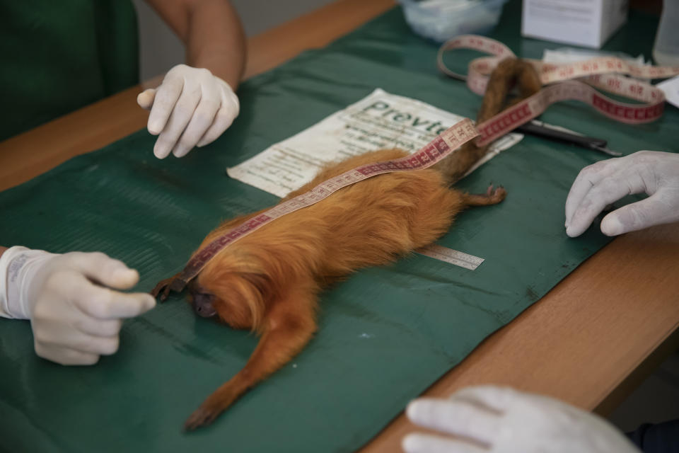 A golden lion tamarin is measured before it is inoculated with a yellow fever vaccine at a lab run by the Golden Lion Tamarin Association, in the Atlantic Forest region of Silva Jardim Rio de Janeiro state, Brazil, Monday, July 11, 2022. While authorities elsewhere have inoculated animals to safeguard human health – vaccinating feral dogs and wild animals such as raccoons for rabies and other diseases – it's still very rare for scientists to administer vaccine injections to directly protect an endangered species. (AP Photo/Bruna Prado)