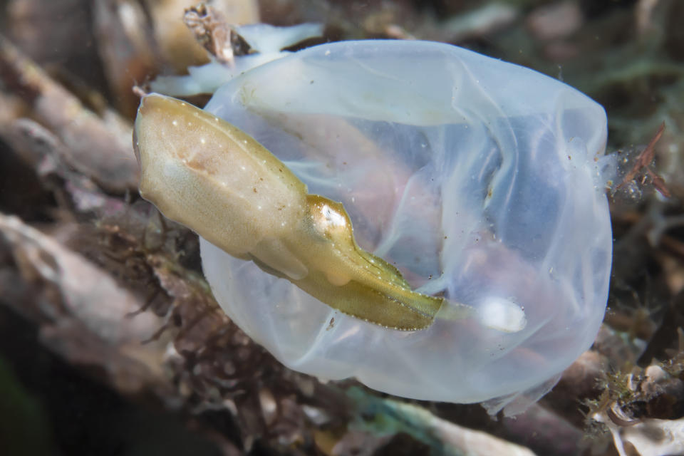 Cuttlefish exits its egg