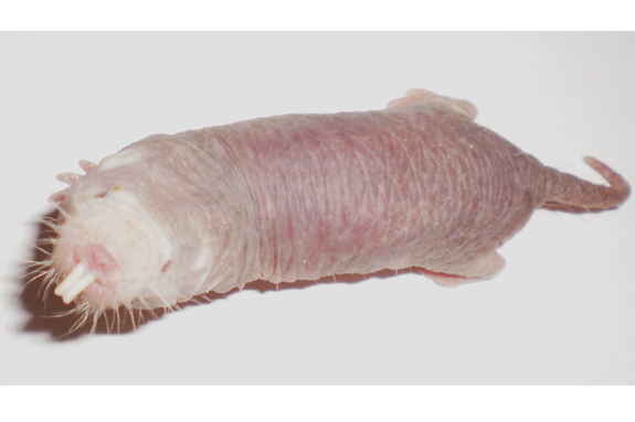 A smiling naked mole-rat reveals some of its unusual features and a face everyone should love.