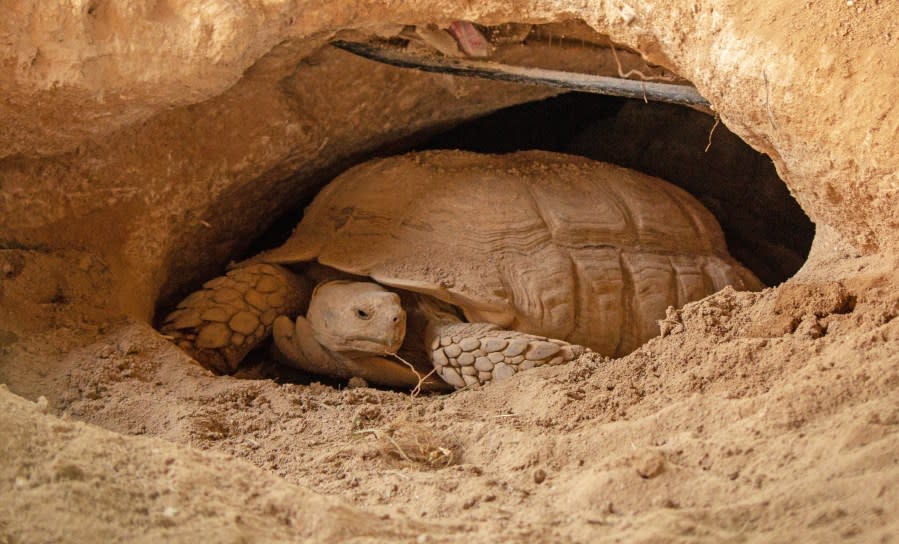 Desert tortoise in a burrow. (FILE | Adobe Stock)