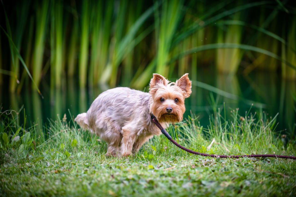 A yorkie relieving himself on a park.