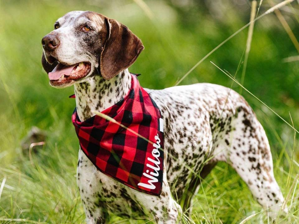 personalized dog bandana