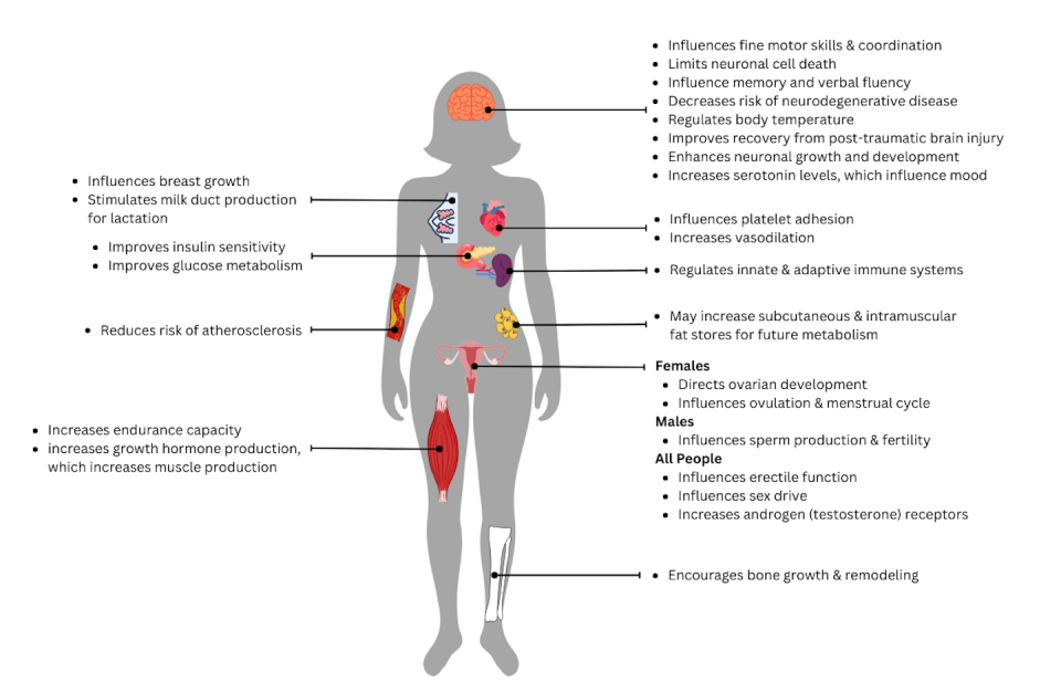 The hormone estrogen has multiple effects throughout the body and plays a role in people regardless of sex. Cara Ocobock, <a href="http://creativecommons.org/licenses/by-nd/4.0/" rel="nofollow noopener" target="_blank" data-ylk="slk:CC BY-ND;elm:context_link;itc:0;sec:content-canvas" class="link ">CC BY-ND</a>