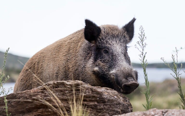 El jabalí, un animal que genera daños a la producción