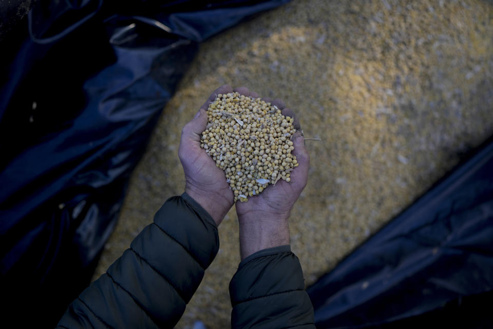 El productor agropecuario argentino Walter Malfatto sostiene un puñado de granos de soja en su finca en Bragado, Argentina, el 28 de julio de 2022. Aunque Argentina es uno de los principales exportadores mundiales de soja y sus derivados, sus granjeros ganan una cuarta parte de lo que obtienen los productores de los países vecinos debido al contexto de crisis económica, que incluye escasez de dólares y la segunda inflación más alta de Sudamérica después de Venezuela. (AP Foto/Natacha Pisarenko)