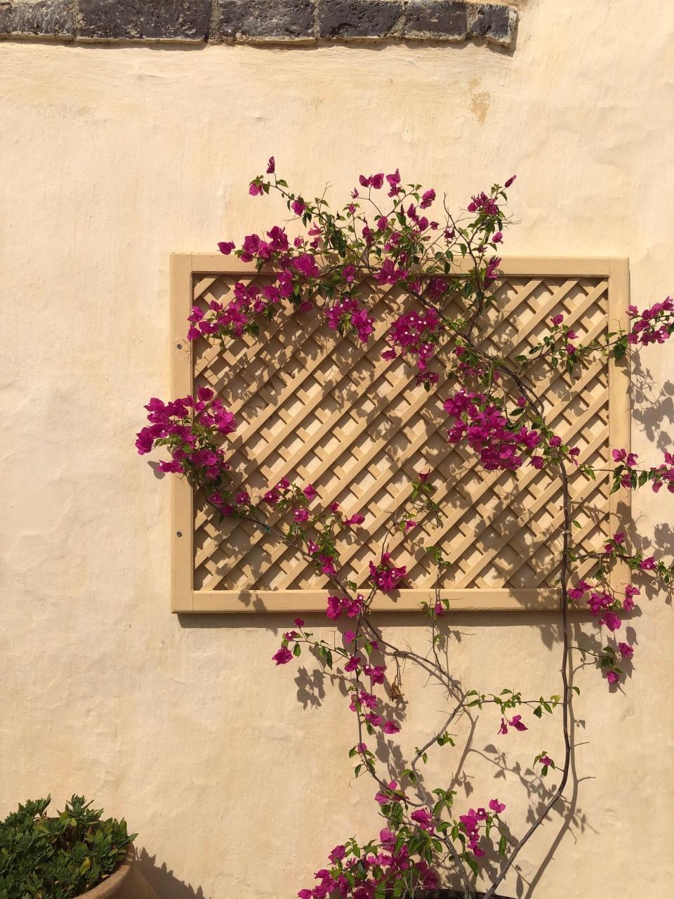 Vining flowers on the side of a building