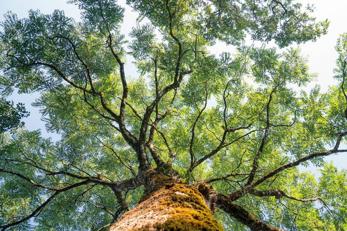 Closeup of a tree