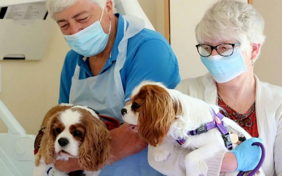 Jan Holman's King Charles spaniels, Monty and Rowley, visiting her bedside at the Hospice of the Good Shepherd - HospiceoftheGoodShepherd/SWNS