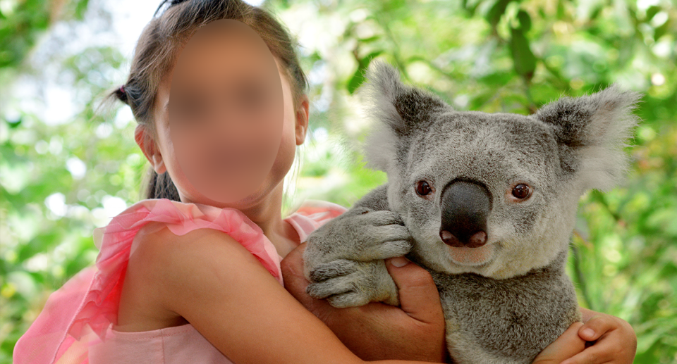 Queensland remains the home of paid captive koala cuddling experiences. Source: Getty (File)