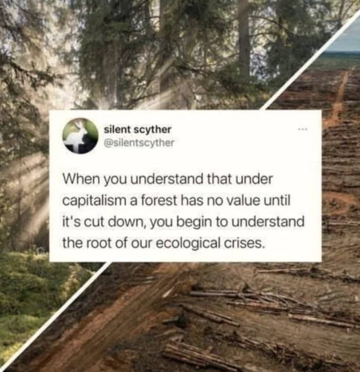 "When you understand that under capitalism a forest has no value until it's cut down, you begin to understand the root of our ecological crises"