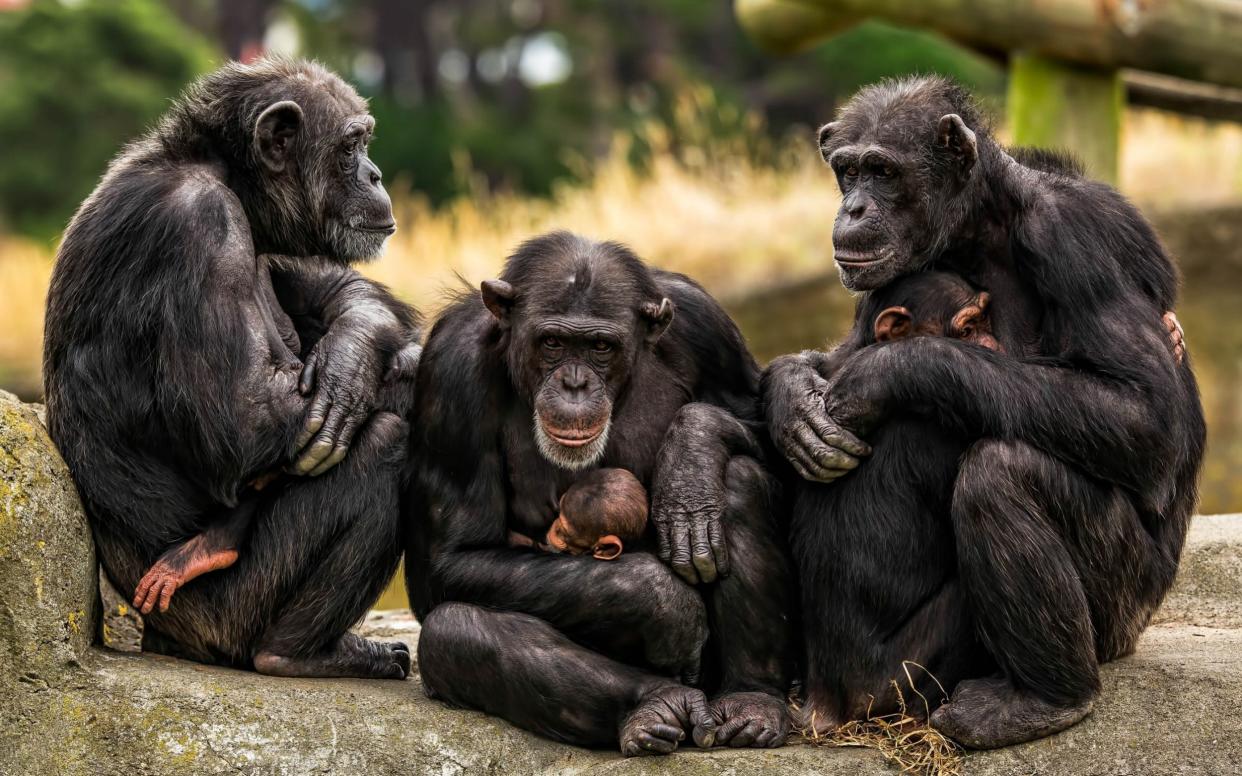 A group of chimpanzees in a New Zealand zoo - Levana Sietses / mediadrumworld.