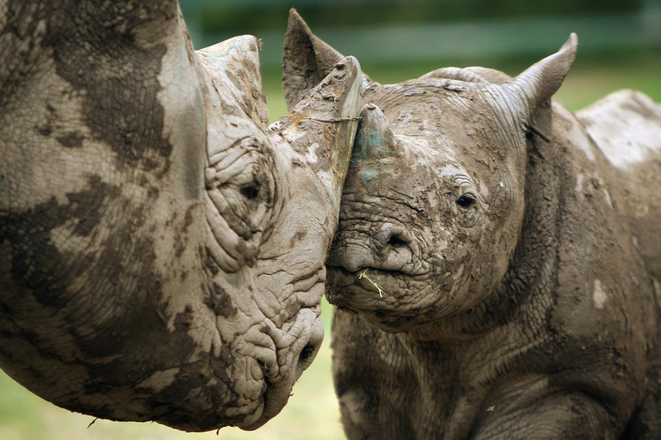 The New Arrivals At Port Lympne Wild Animal Park