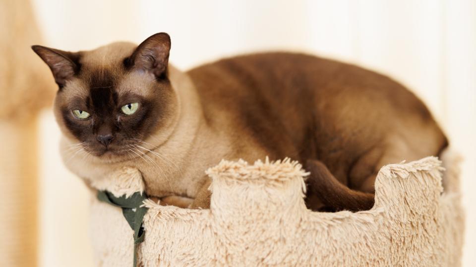 Burmese cat