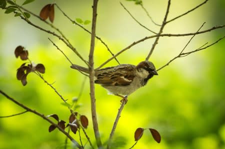 FILE PHOTO: A sparrow perches in a tree in New York's Central Park