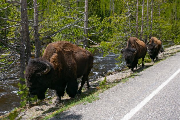 Bison walking along a highway in Yellowstone National Park. (Photo: Aaron P/Bauer-Griffin via Getty Images)