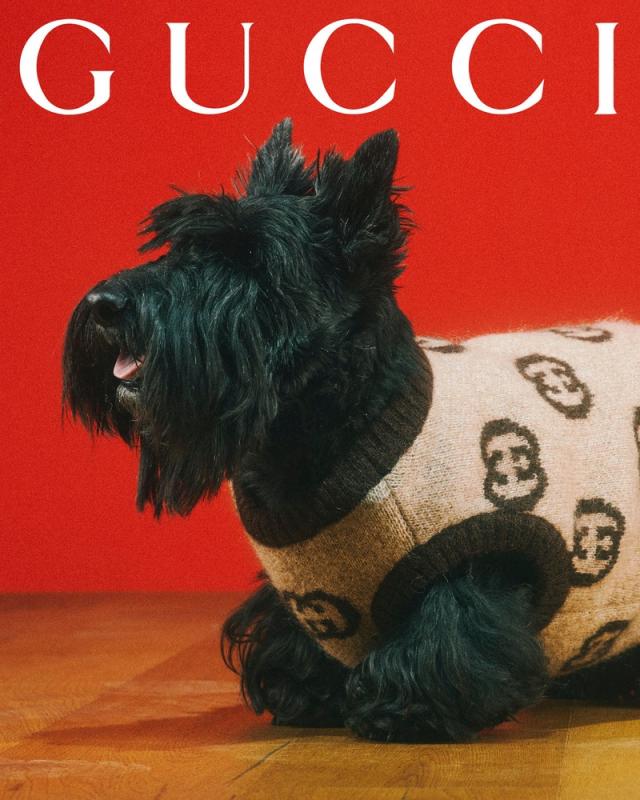 Gucci Has the Chicest Pet Gear Ever