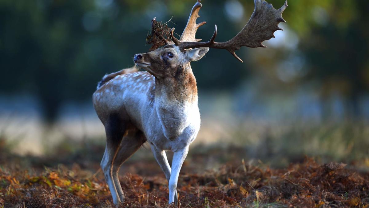 dogs chasing deer