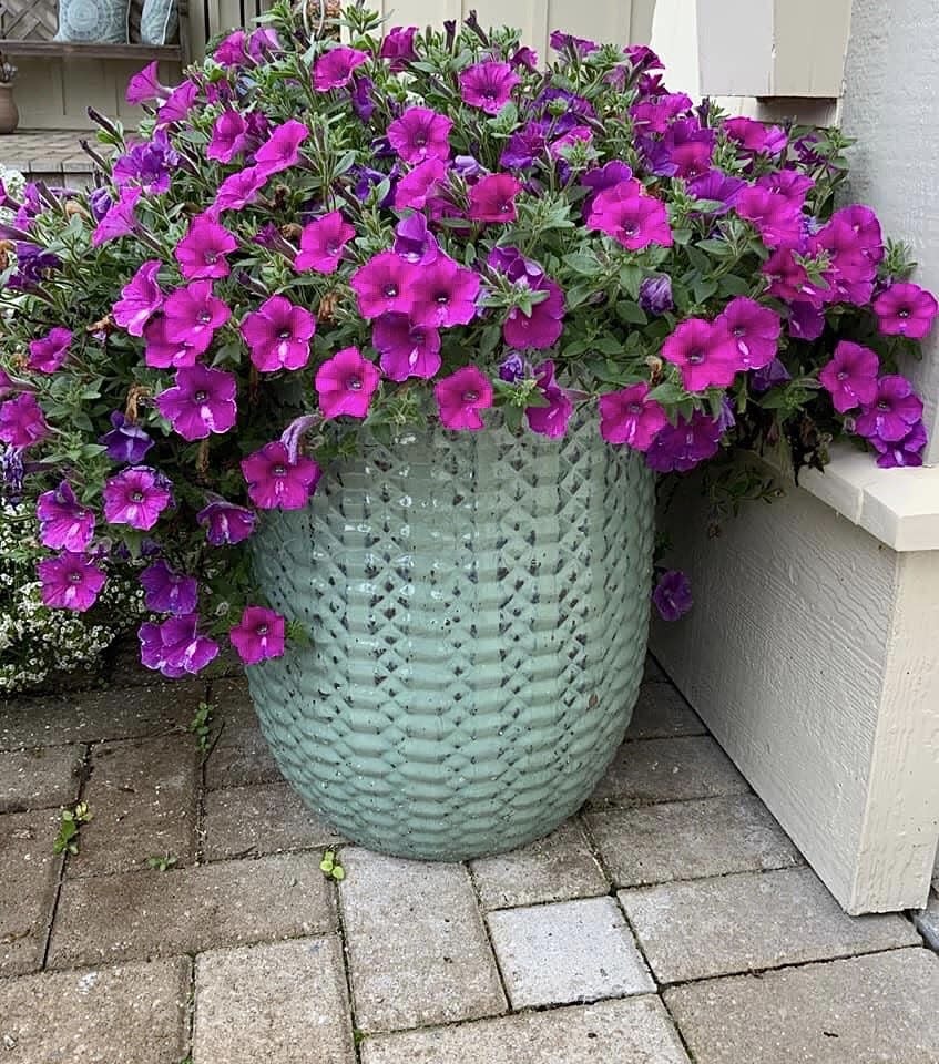 Supertunia Raspberry Rush is an award-winning petunia reaching 12-inches tall with a spread about 24-inches. This photo courtesy of Andrea Owens Schnapp shows the beauty that a single plant can create in a glazed container.
