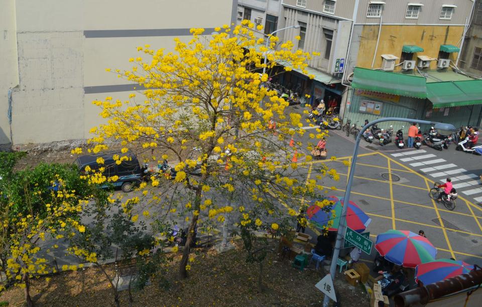 鳳梨會社的春天曾經開滿黃花風鈴木。圖：合成照片，蔡坤龍/攝