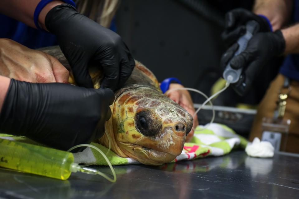 The aquarium said the turtles, which were rescued off the coast of New England, have been taken to their off-site care facility for temporary care and housing.