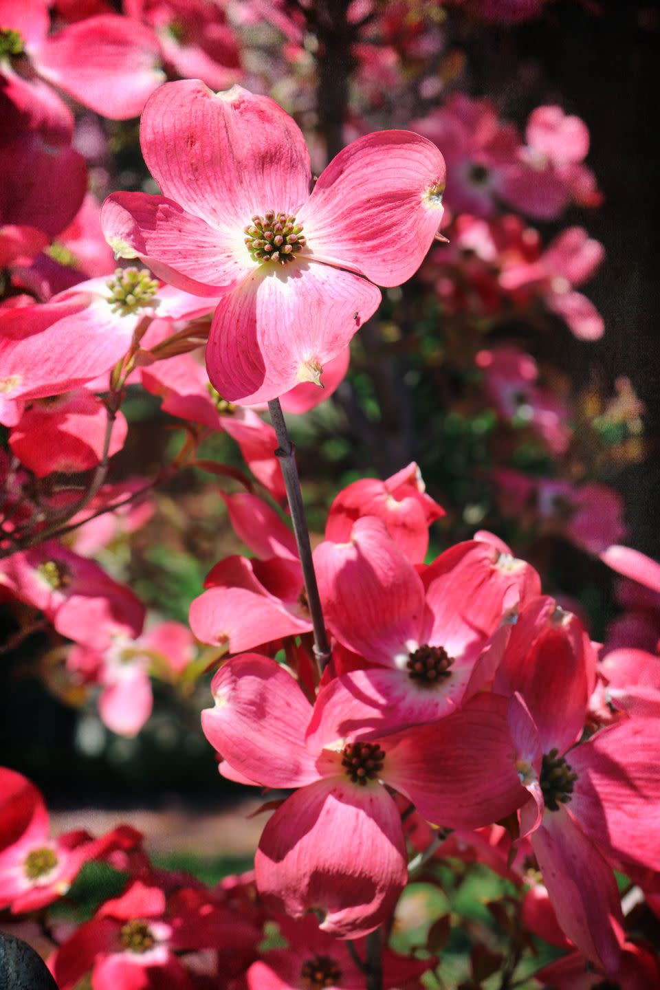 stunning pink flowering dogwood