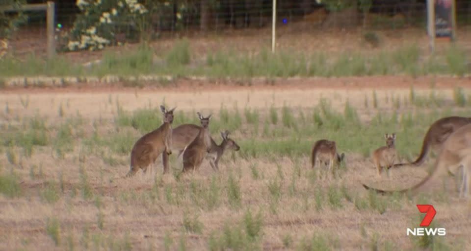 Local wildlife is on the move because of recent bushfires. Source: 7 News