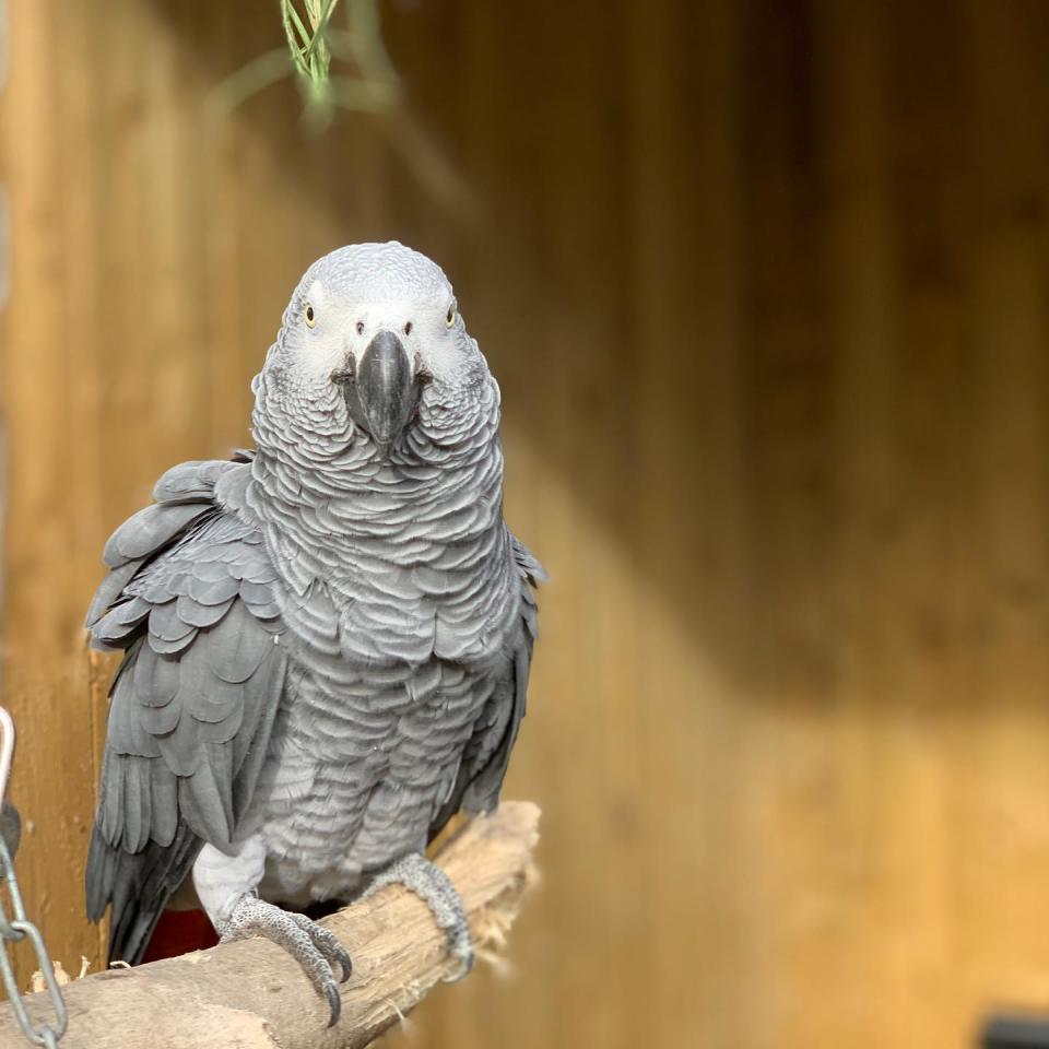 英格蘭的林肯郡野生動物園Lincolnshire Wildlife Park，就有5隻非洲灰鸚鵡因為爆粗而被分開隔離。 (相片來源: Lincolnshire Wildlife Park @facebook)