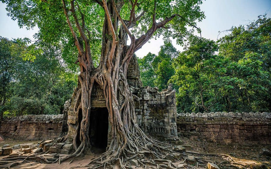 Strangler Figs, Angkor Wat, Cambodia