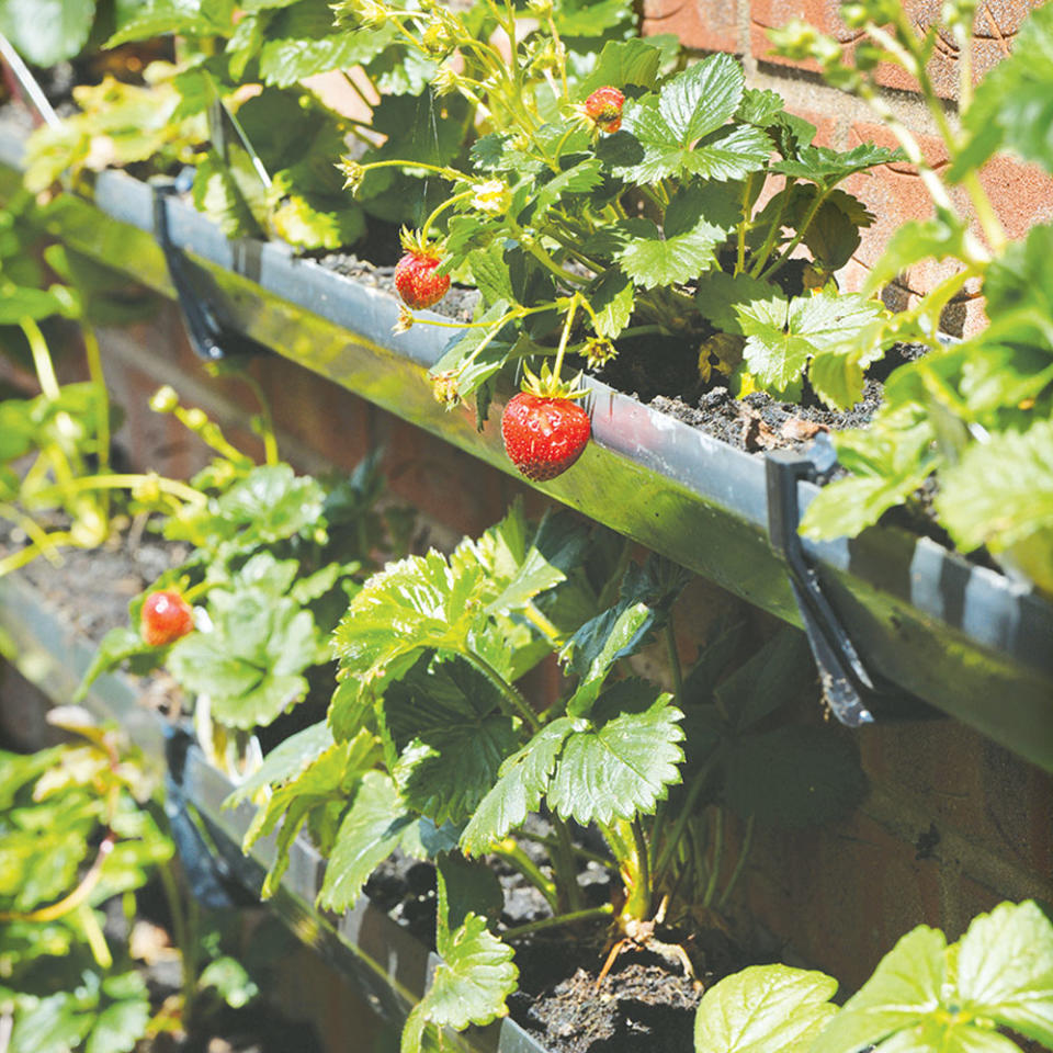 Use old guttering to plant up strawberries