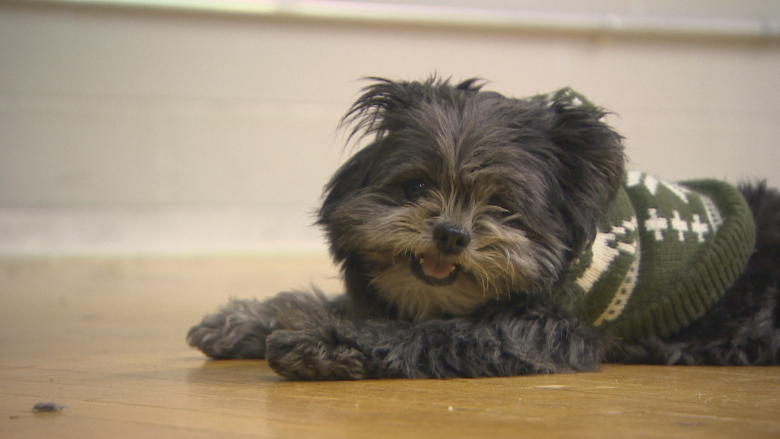 CAMH's Therapy Dog Evaluation Day aims to expand hospital's Pet Therapy Program