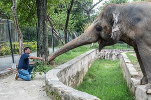 Mission Leader Dr. Amir Khalil feeds Kaavan the elephant, slowly approaching him to gain the elephant's trust.

Copyright: © FOUR PAWS