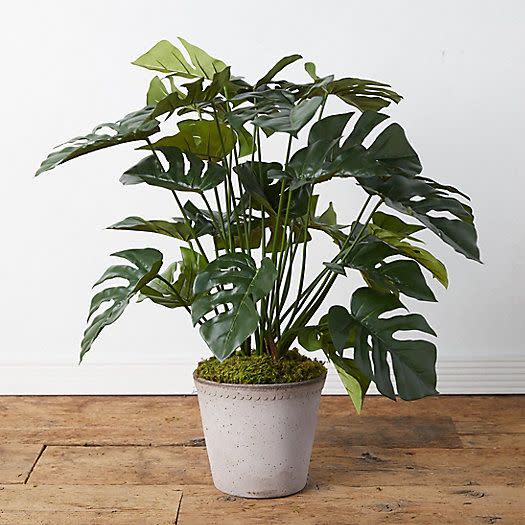 Faux Split-Leaf Philodendron Plant