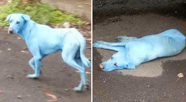 The dogs are believed to have been swimming in a Mumbai river full of contaminated waste. Photo: Facebook/ Arati Chauhan