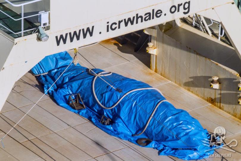Dead minke whale Japan