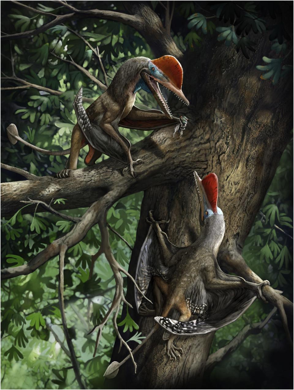 A reconstruction of  how the K. antipollicatus or 'Monkeydactyl' used the opposed pollex.